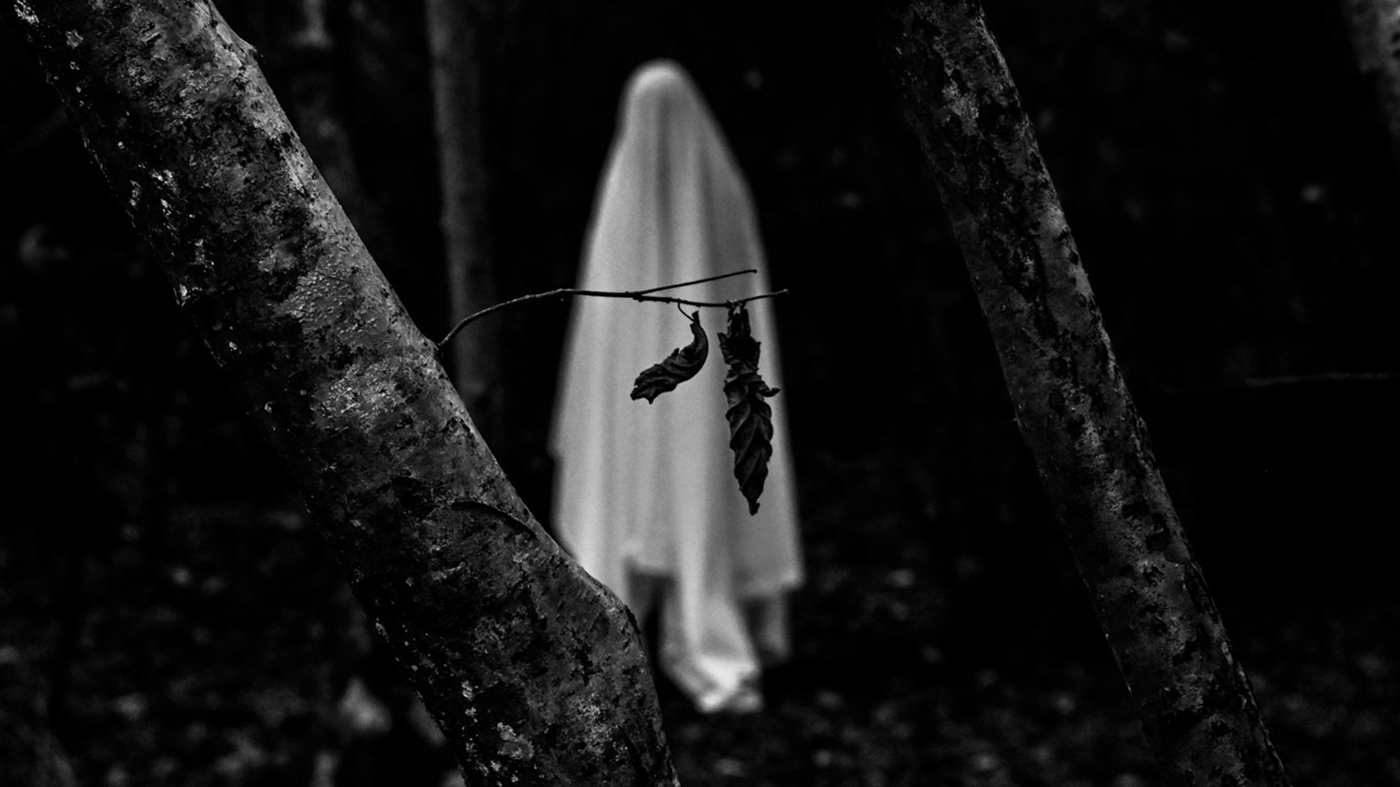 Vita frun bland träden