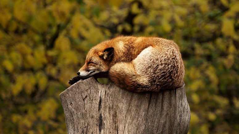 En räv ligger hopkurad på en stubbe utomhus.