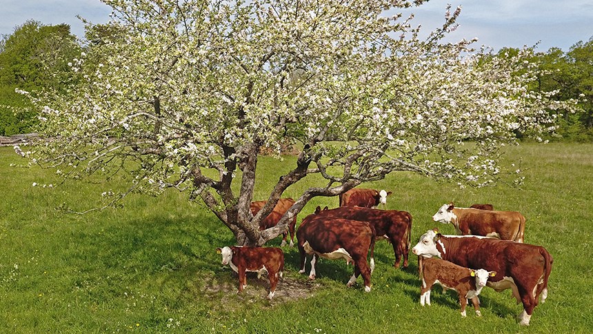 Kossor betar vid blommande äppelträd